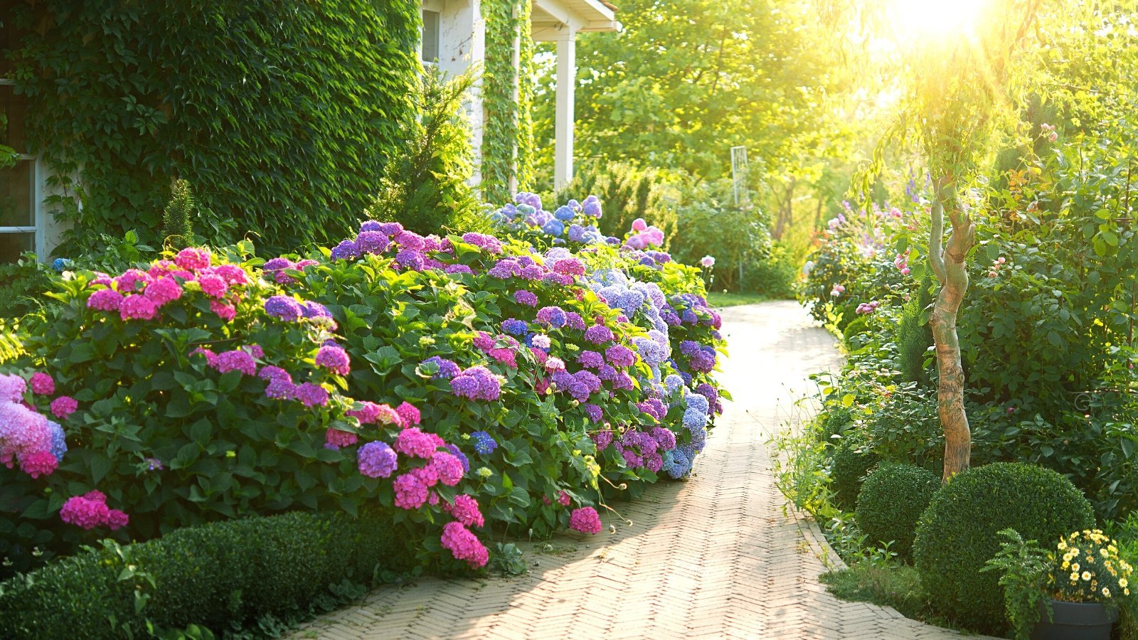 Plants and Garden