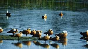 birds