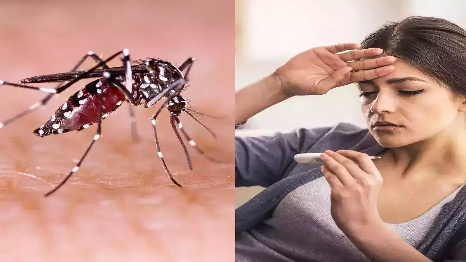 dengue-malaria-disease