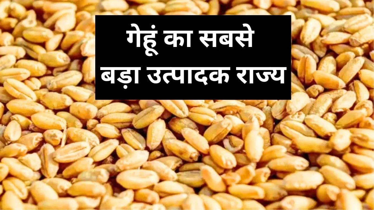 गेहूं उत्पादक चिंतित