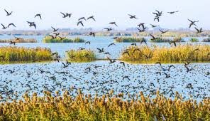 जलवायु परिवर्तन के कारण पक्षियों की आबादी में गिरावट
